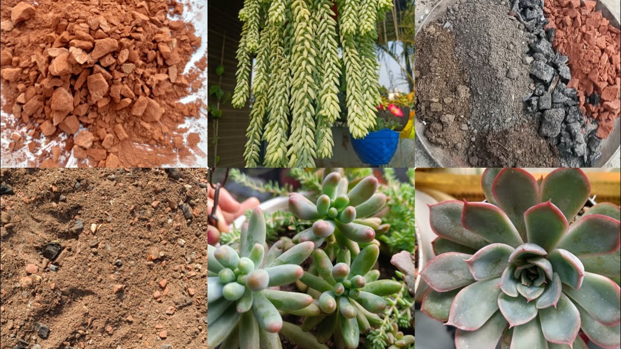 How to Make the Perfect Succulent Soil Mix for India’s Weather Indian Soil Mixture for Succulents😍🌵