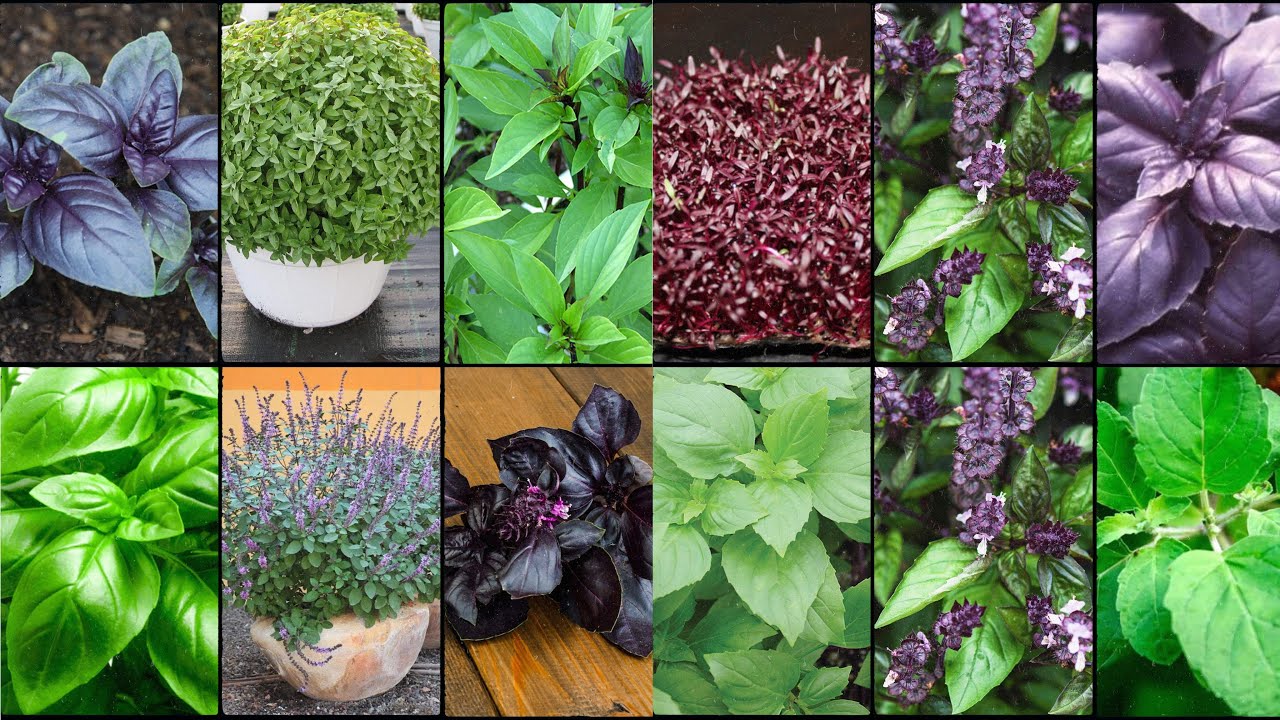 BASIL PLANT VARIETIES - Plants Weekly