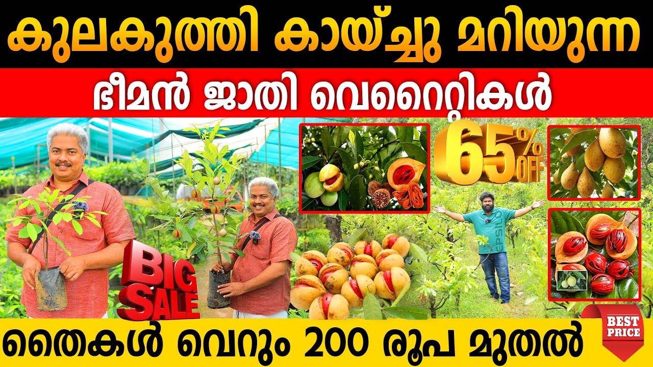 കുലകുത്തി കായ്ച്ചു മറിയുന്ന ഭീമൻ ജാതി വെറൈറ്റികൾ | തൈകൾ വെറും 200 രൂപ മുതൽ വീട്ടിലെത്തിക്കുന്നു