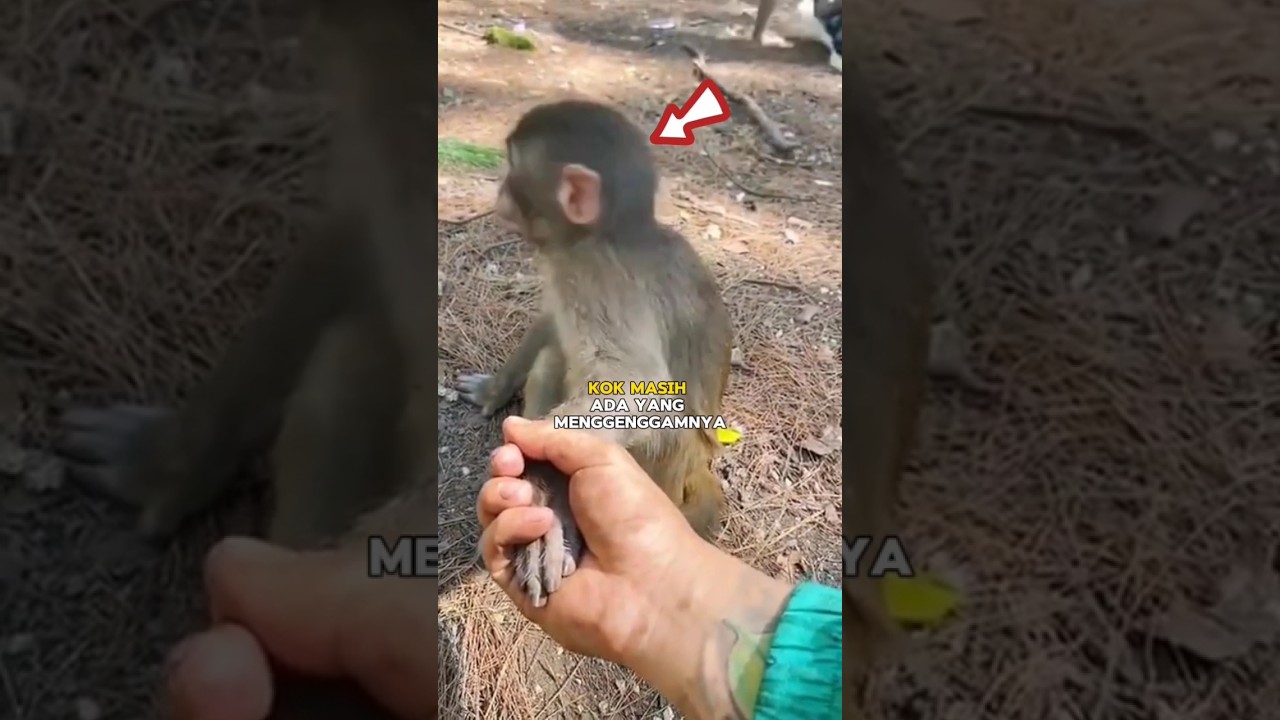 Reaksi anak monyet setelah sadar bahwa yang menggenggamnya bukanlah induknya