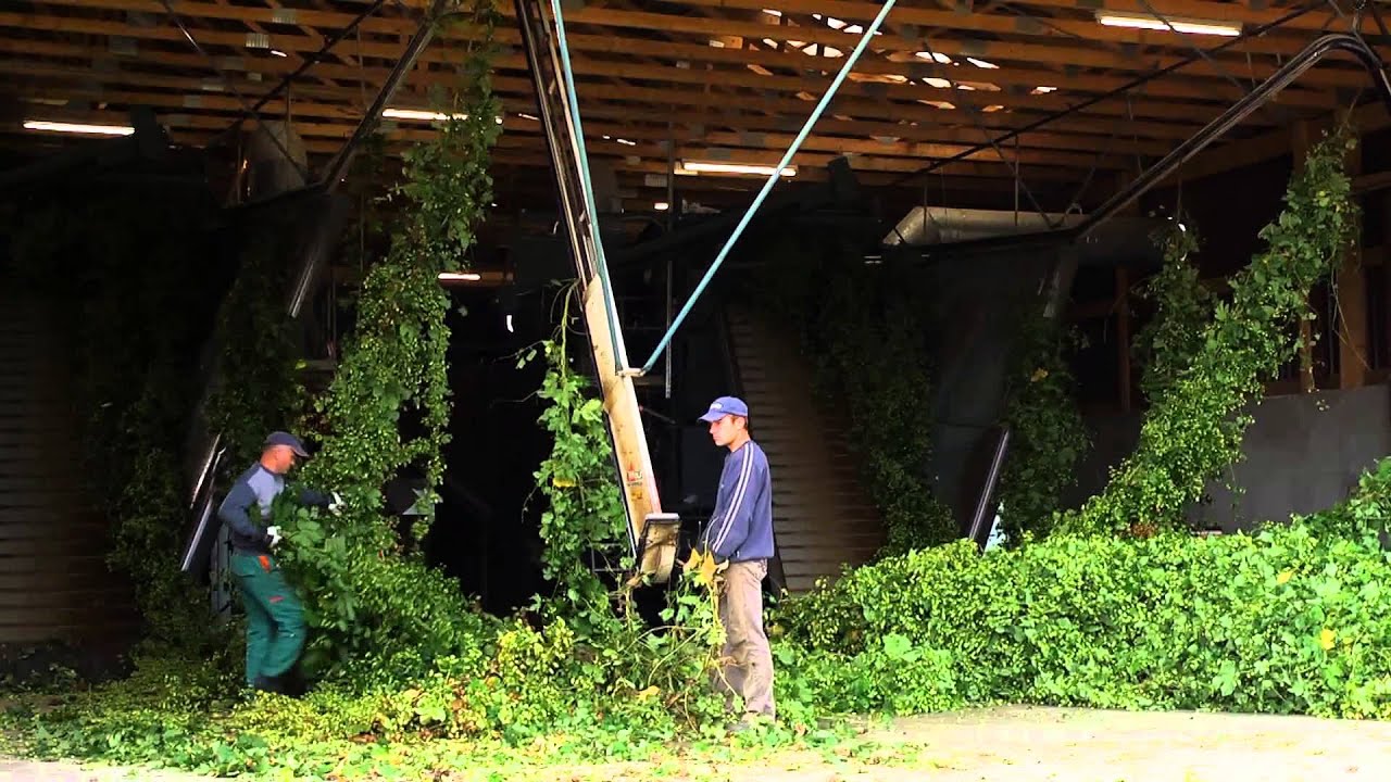 Hops from Hallertau - for the World's Best Beers (Long Version)