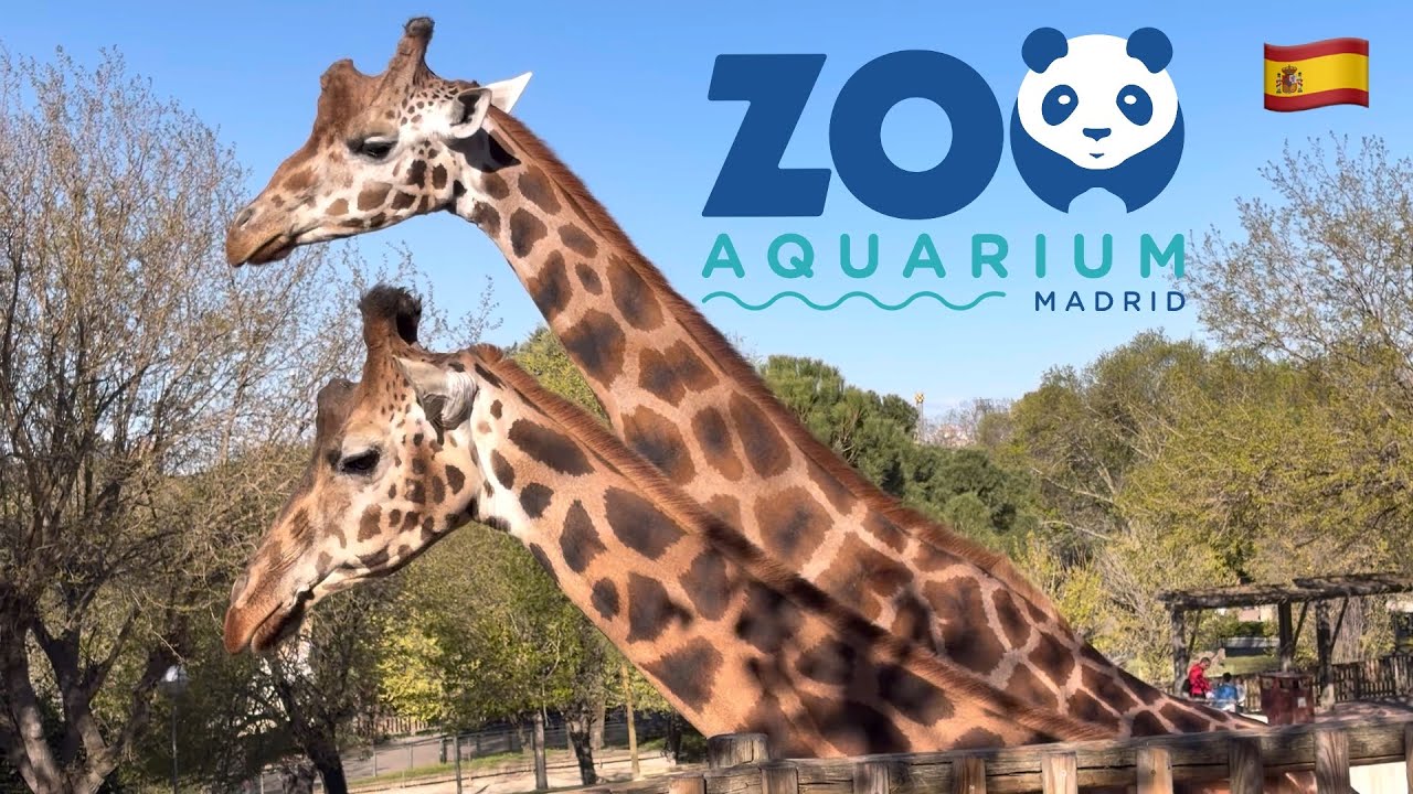Madrid Zoo 2026 | 4K Walking Tour | Animals Up Close | Zoo and Aquarium | Madrid, Spain 🇪🇸 