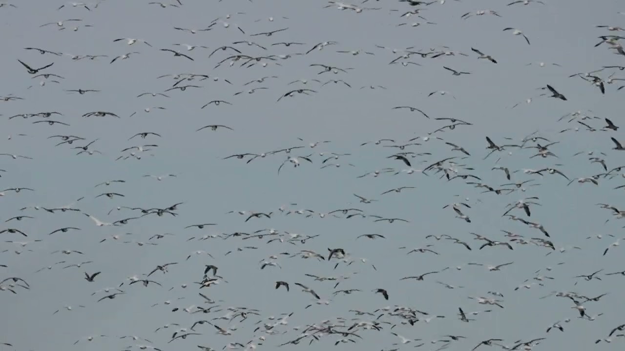 Snow Geese and White Fronted Geese
