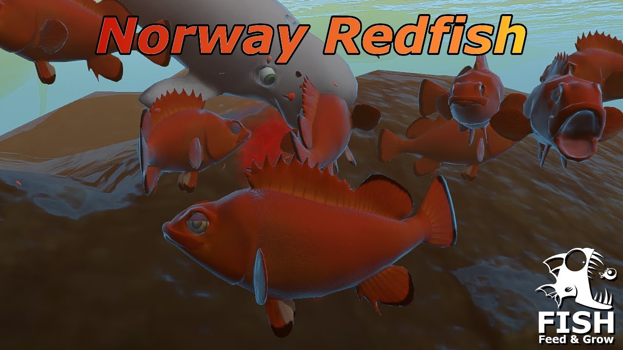 Swallowing ALL as the Norway Redfish - Feed and Grow Fish - Ep87