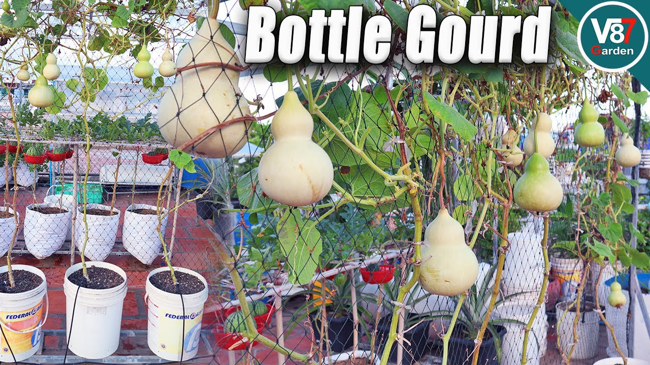 How to Grow Bottle Gourd from Seed to Harvest