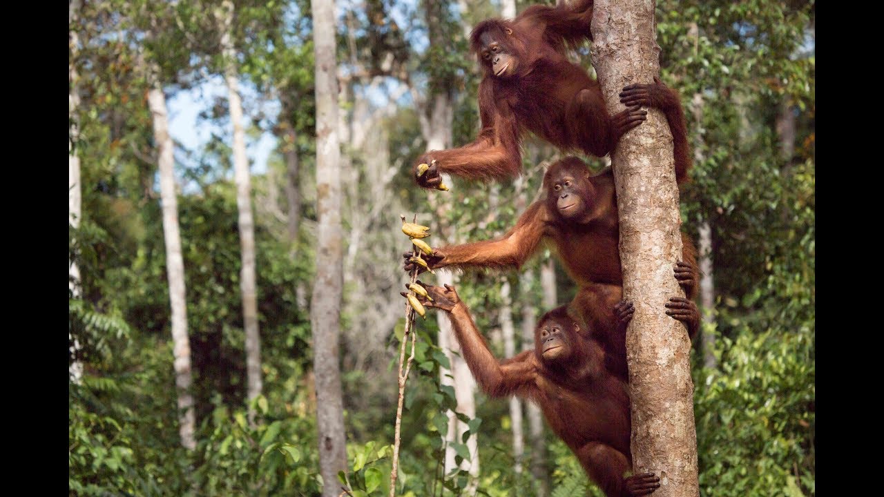 #orangutanfreedom part 3 - Save the Orangutan