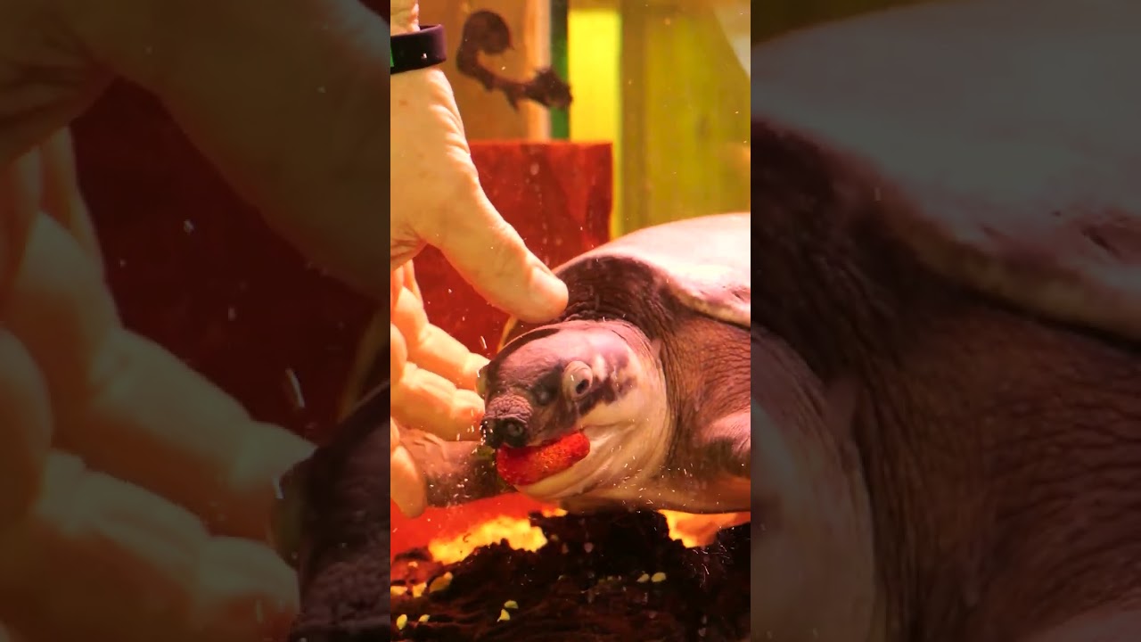 What it's like having a pet Fly River Turtle!