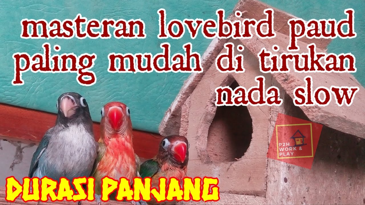 Masteran lovebird paud - paling ampuh  mudah di tiru nada slow - durasi 1 jam