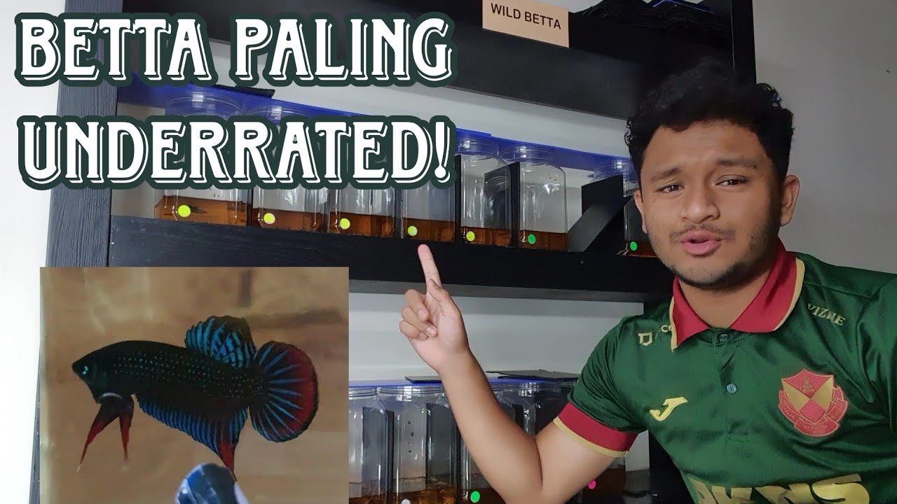 TIPS BILA BARU TERIMA WILD BETTA. CANTIK GILA REVIEW IMBELLIS.