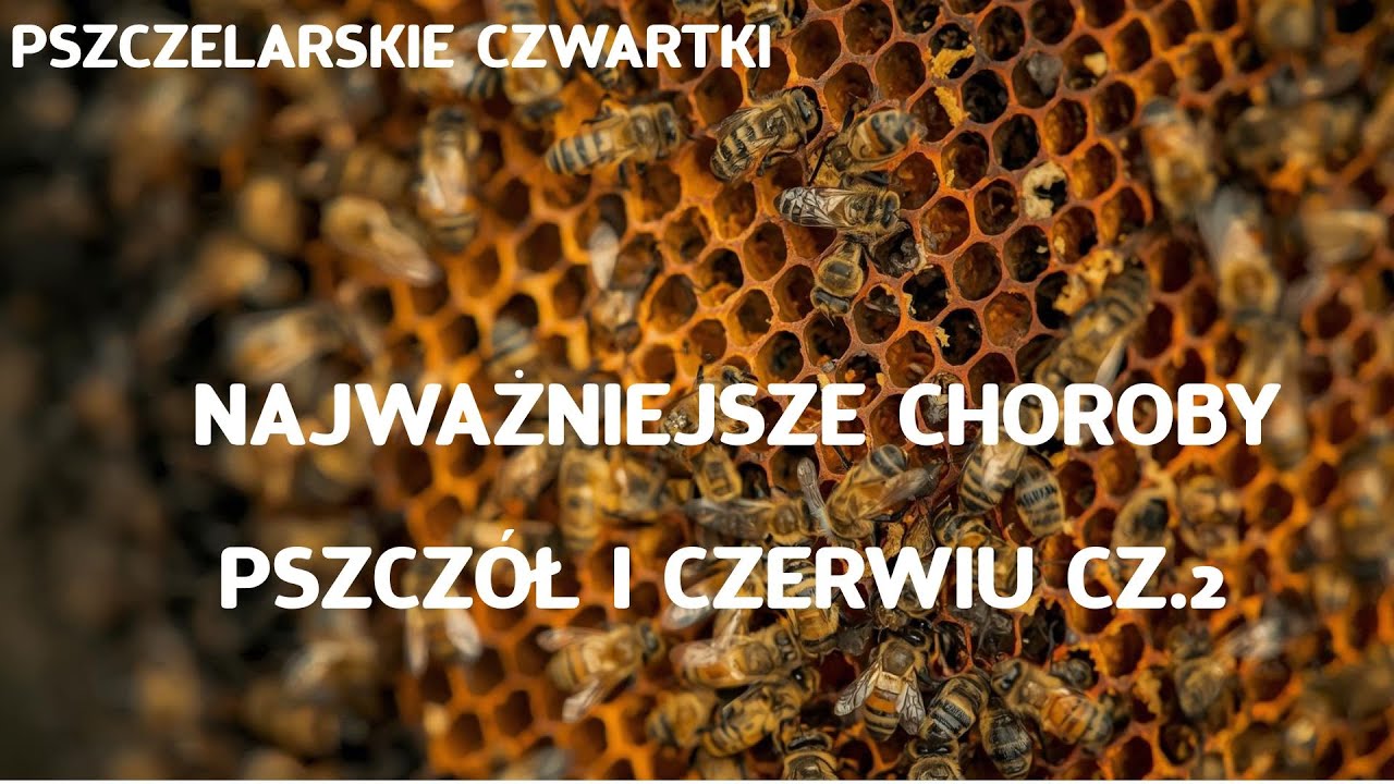 Webinar z 20.03.2025 z udziałem dr Anny Gajdy pt. 