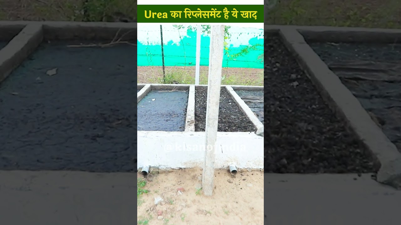 क्या Urea खाद का रिप्लेसमेंट है Vermicompost? Organic Manure | Composting | AgriBusiness #shorts