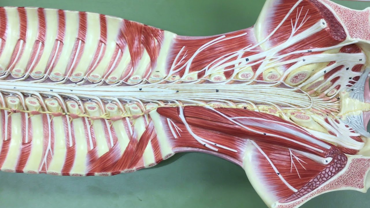 Review of Flat Spinal Cord Nerve Model (Version 2)