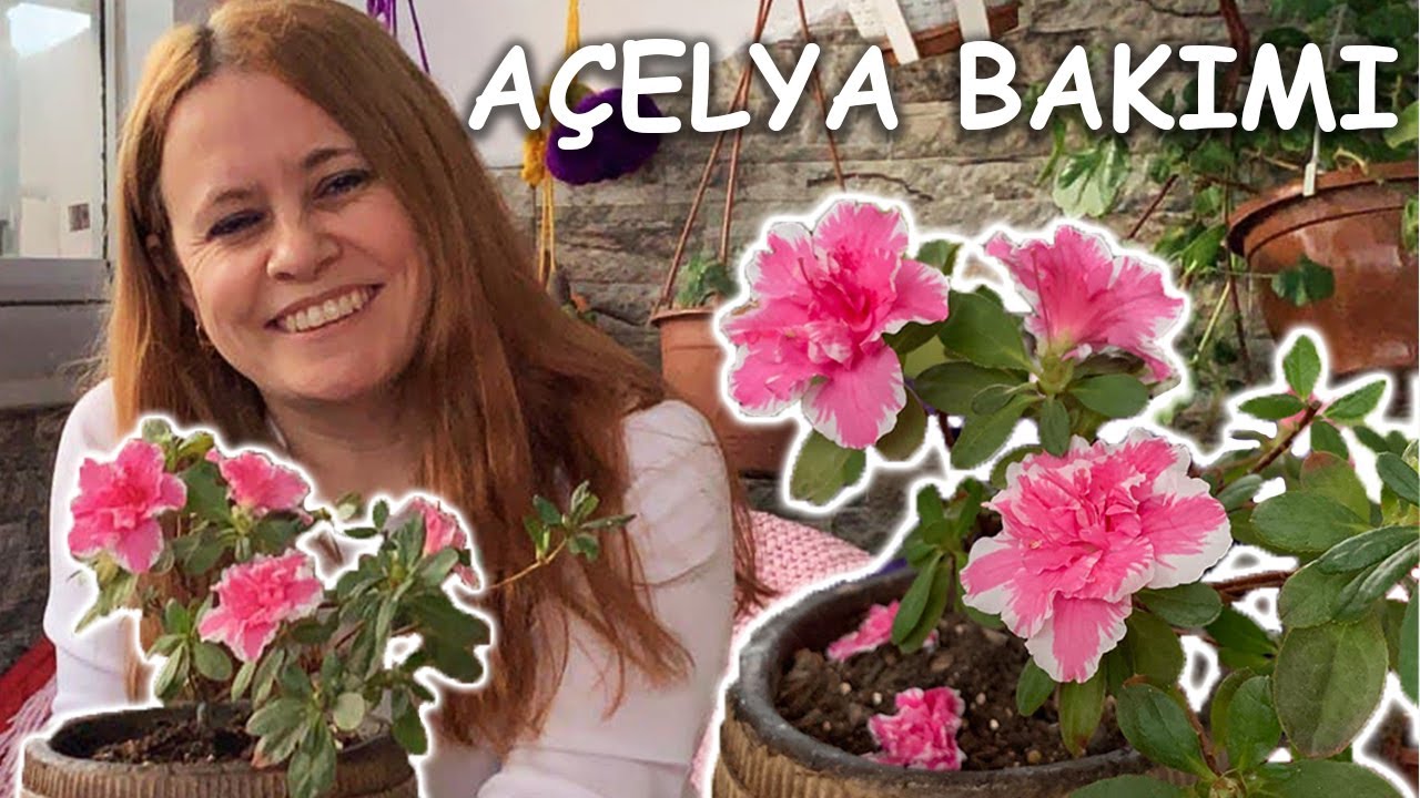 Açelya Çiçeği 🌺 Bakımı, Sulanması, Toprak Değişimi | Püf Noktalar