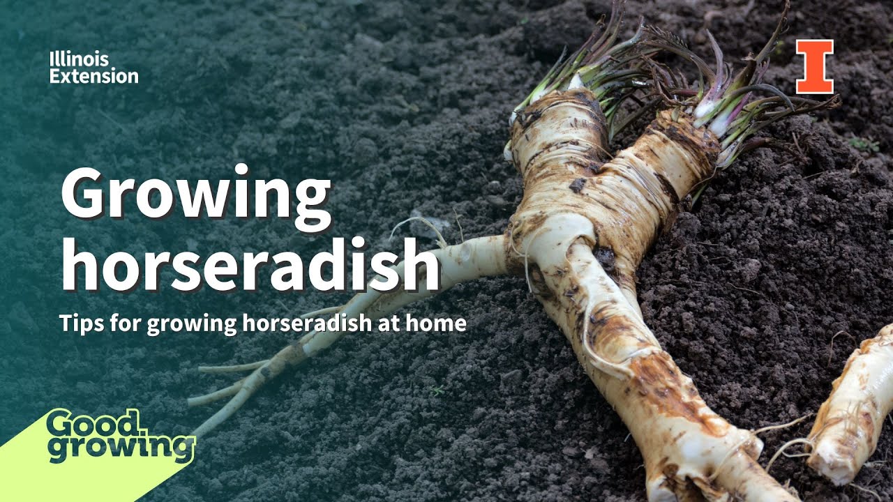 Growing horseradish with Elizabeth Wahle | #GoodGrowing