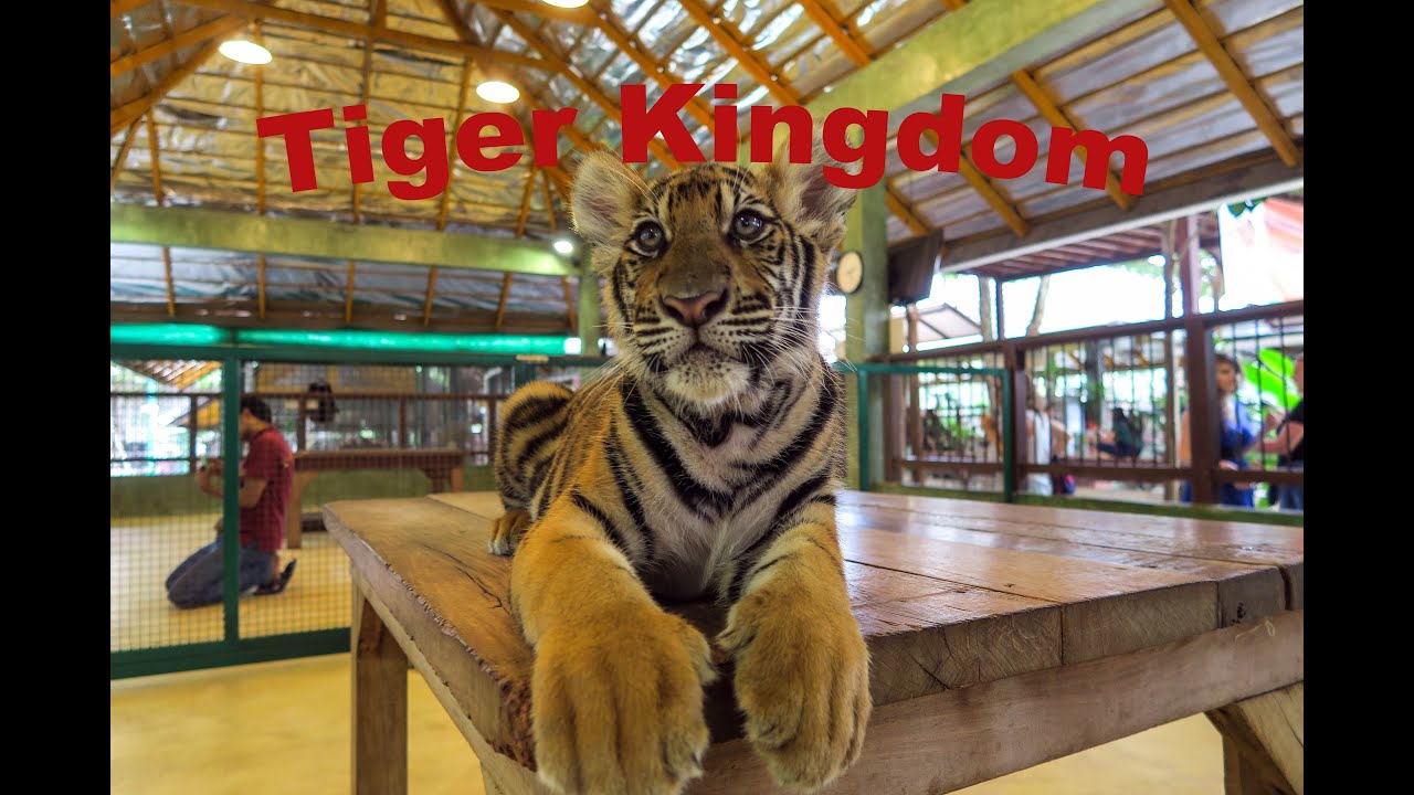 Phuket Tiger Kingdom ( Tigris Park )