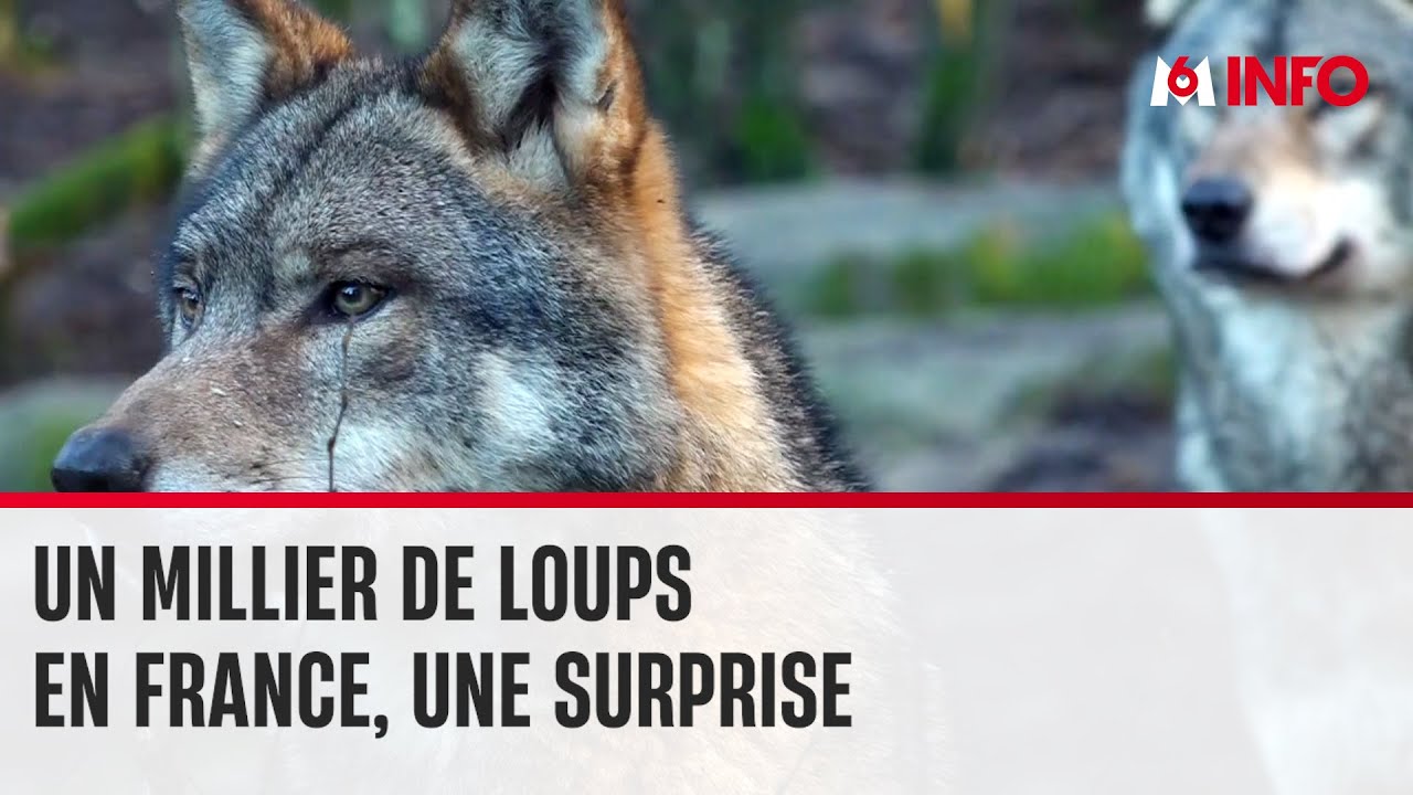 Le nombre estimé de loups en France revu à la hausse