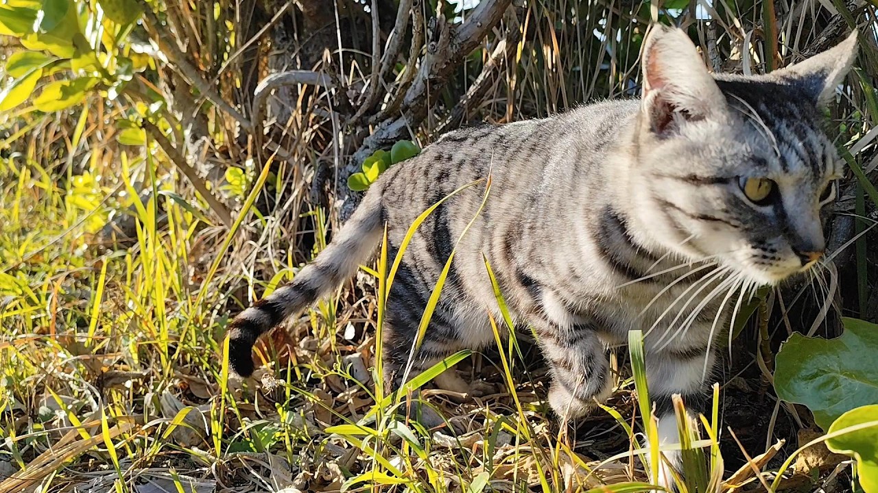2026.1.16 猫巡り サバトラ 食後の毛繕いとリラックスタイム