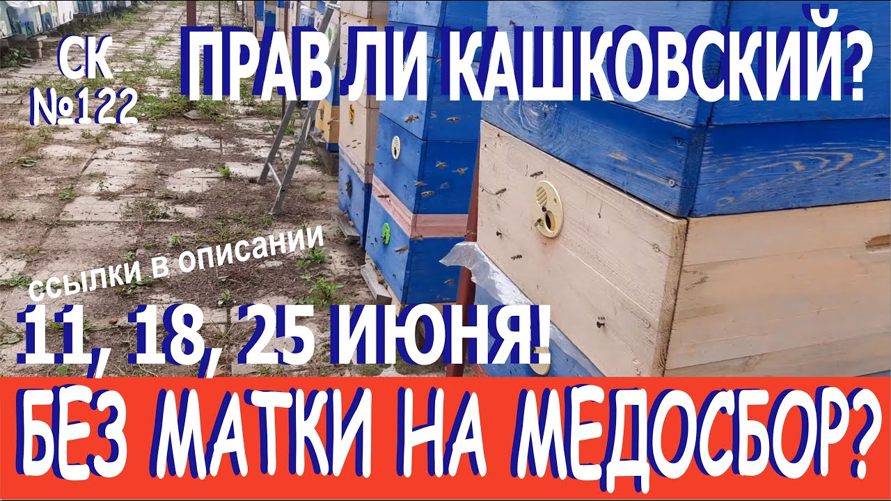 Почему метод Кашковского то работает, то нет? Неправильные пчёлы? Или неумелое пчеловодство? СК-№122