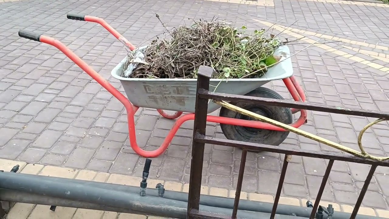 ДОСАДИЛИ КАРТОПЛЮ.ОБРОБИЛИ ДЕРЕВА БОРДОВСЬКОЮ СУМІШШЮ