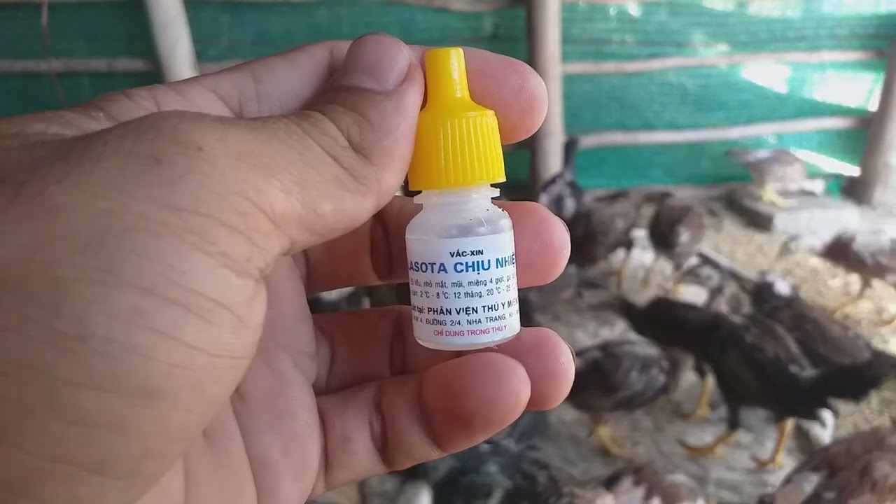 @ quy trình tiêm vắc xin cho gà từ nhỏ tới lớn giúp gà khỏe mạnh không bệnh