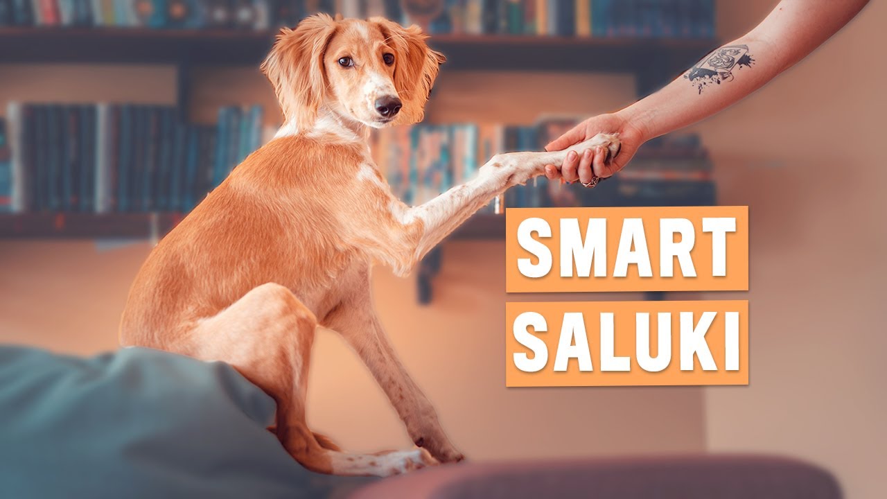 Saluki puppy aces obedience exam