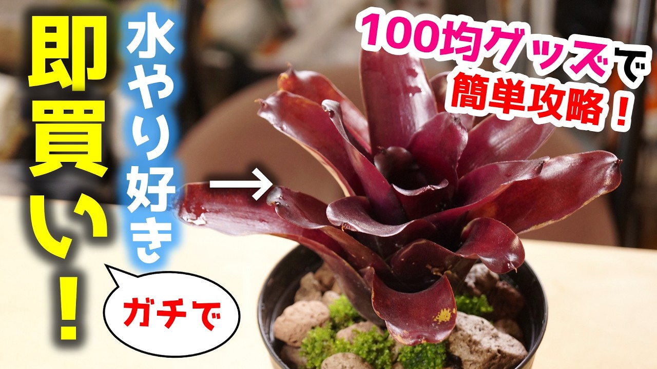 100均グッズで根腐れ攻略！ジャンジャン水やり可能な観葉植物がこちら♪【ネオレゲリア】