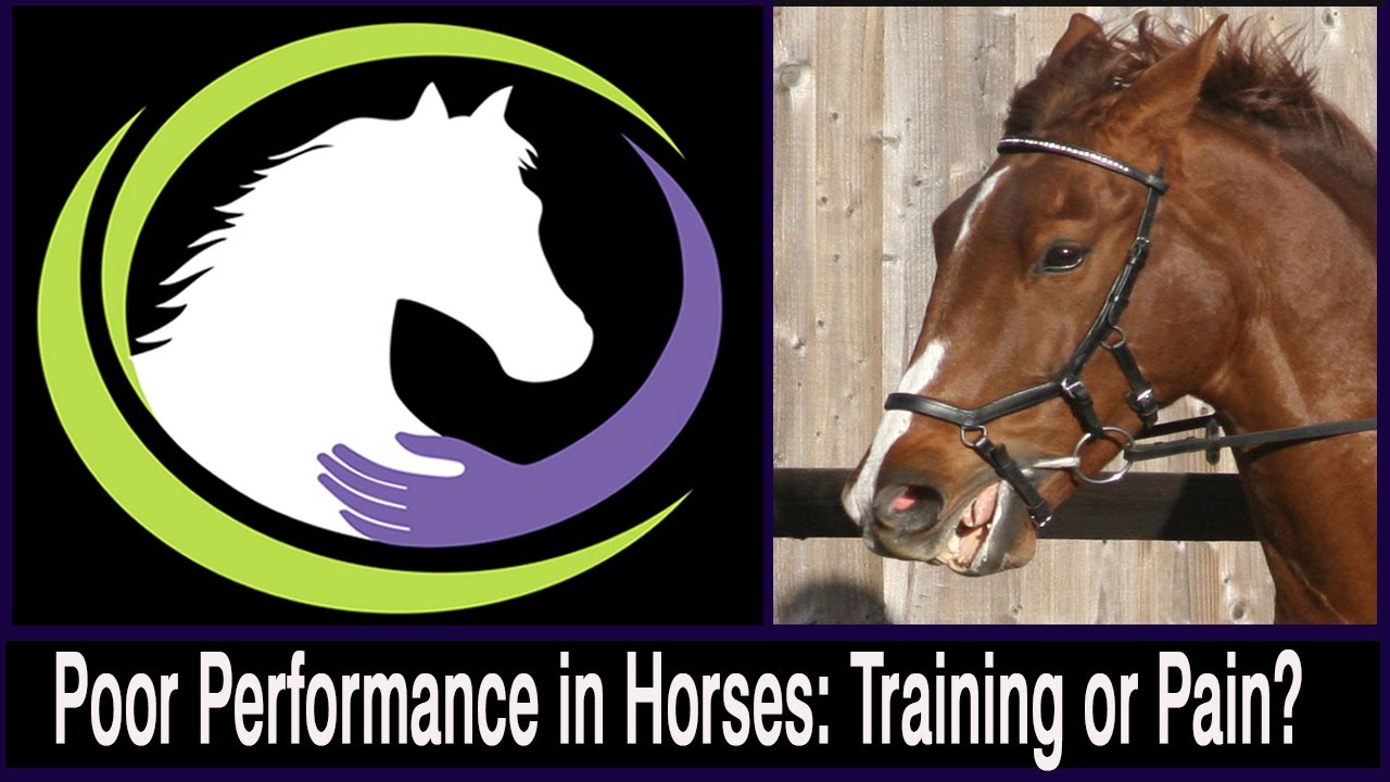 Poor Performance in Horses: Training or Pain? How to Tell the Difference