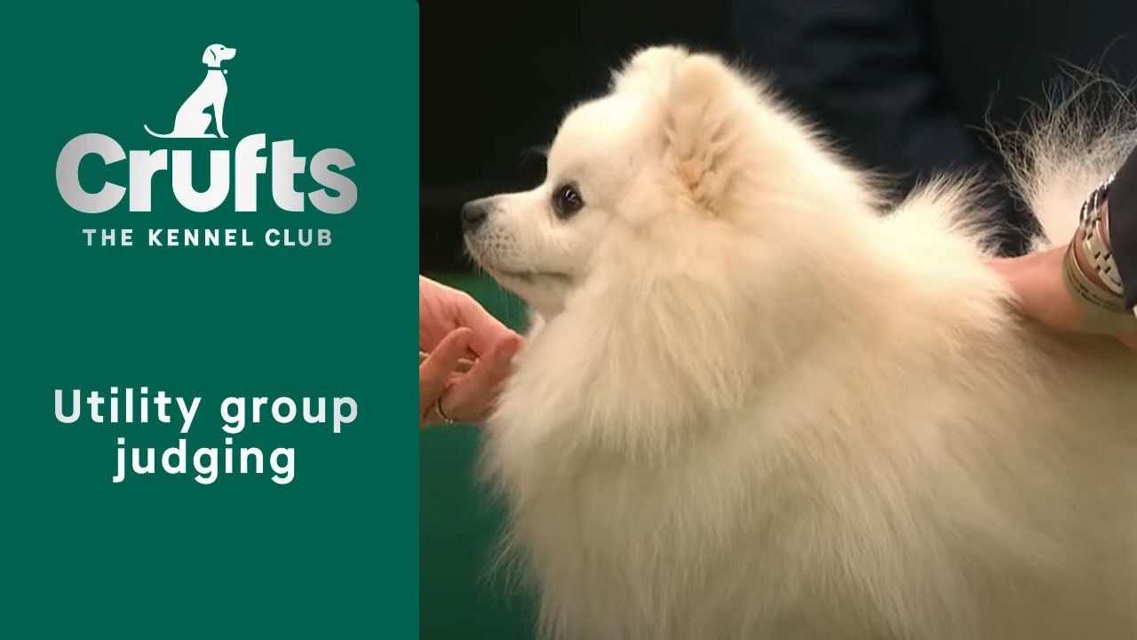 Групповое судейство (полезность) и презентация | Crufts 2023