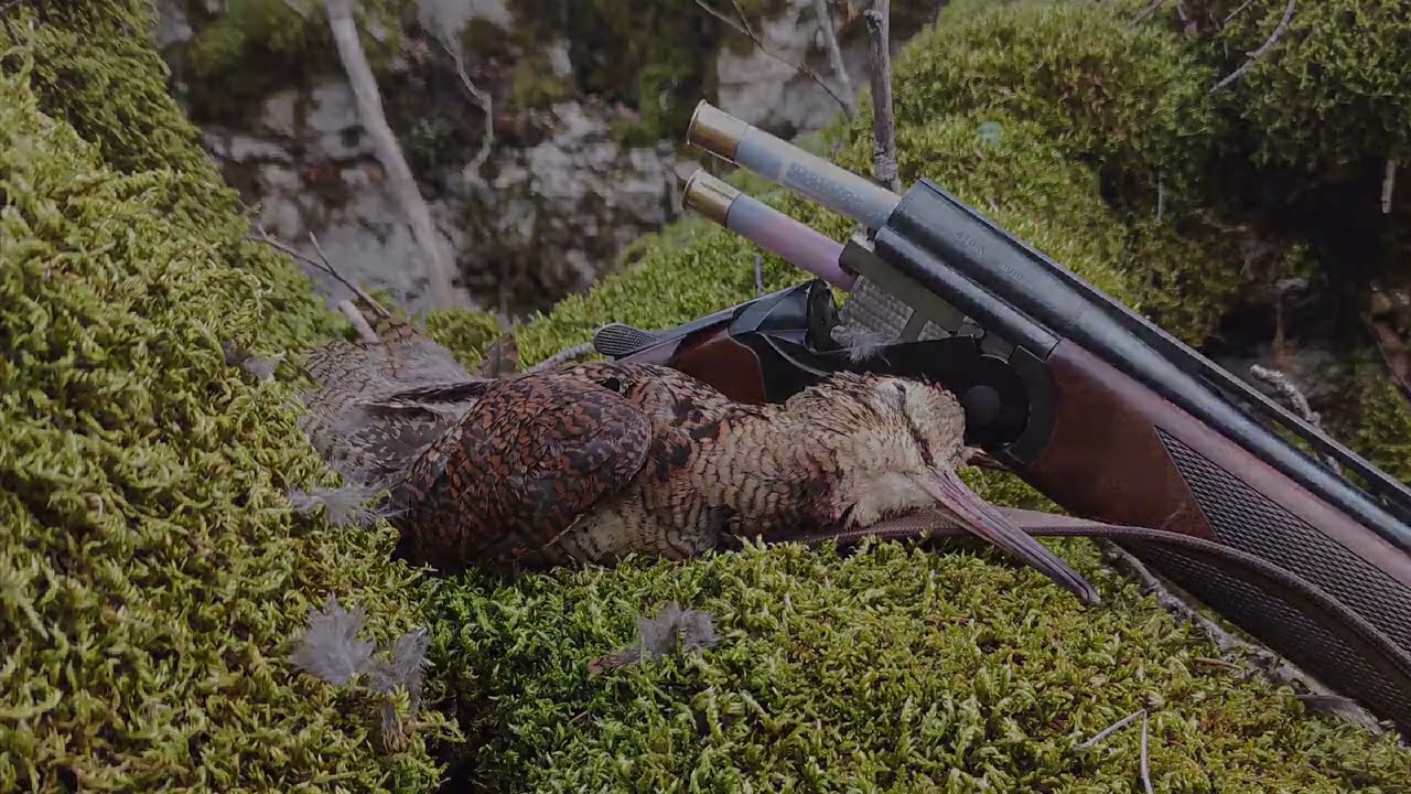 CACCIA ALLA BECCACCIA 2023/2024 parte 2 di 2, CAL.410 #englishsetter#woodcockhunting#woodcock#410
