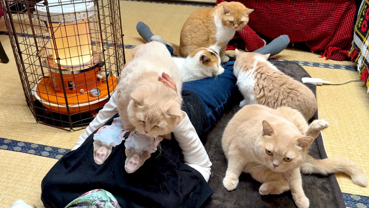 ストーブとホットカーペットつけたら、猫で大渋滞しました