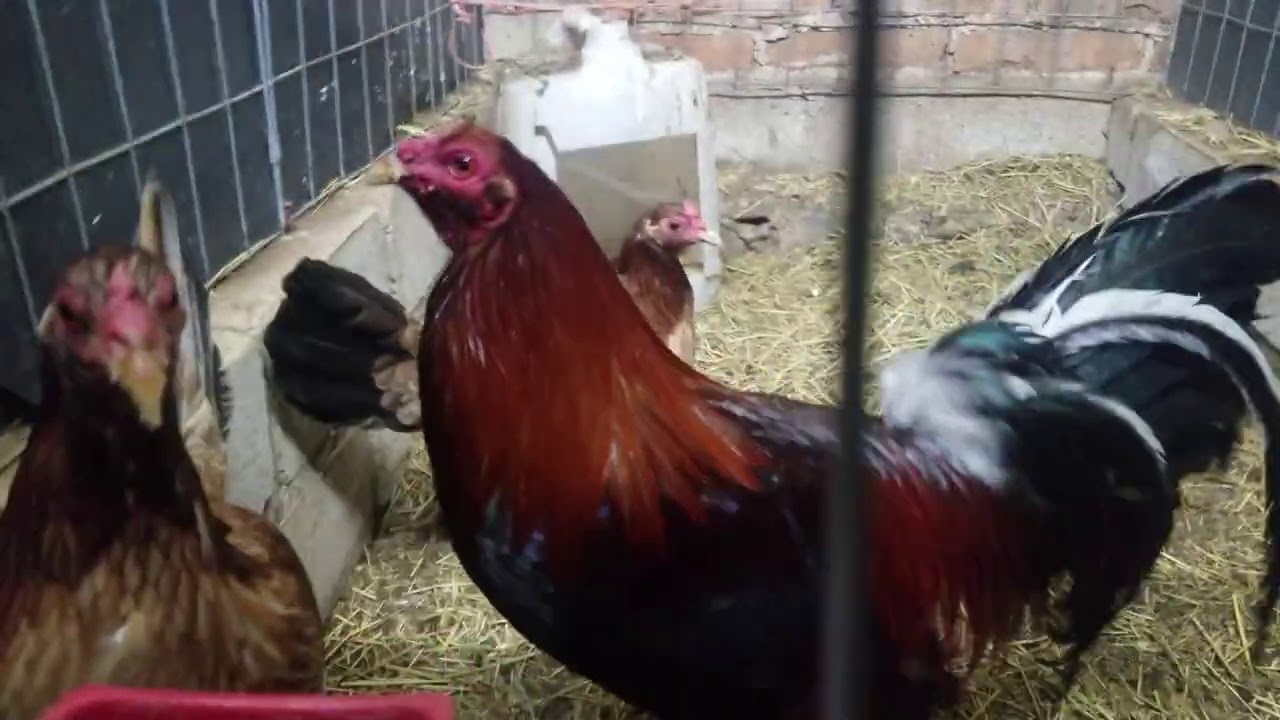 COMO HACER QUE  LAS GALLINAS PONGAN MAS PRONTO
