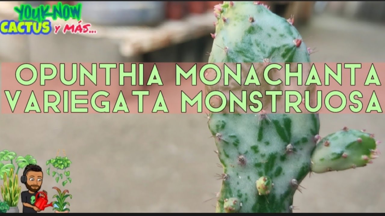 Opunthia Monachanta Variegata Monstruosa | Cuidados, Características y Mucho Más ❤️🌵🐐