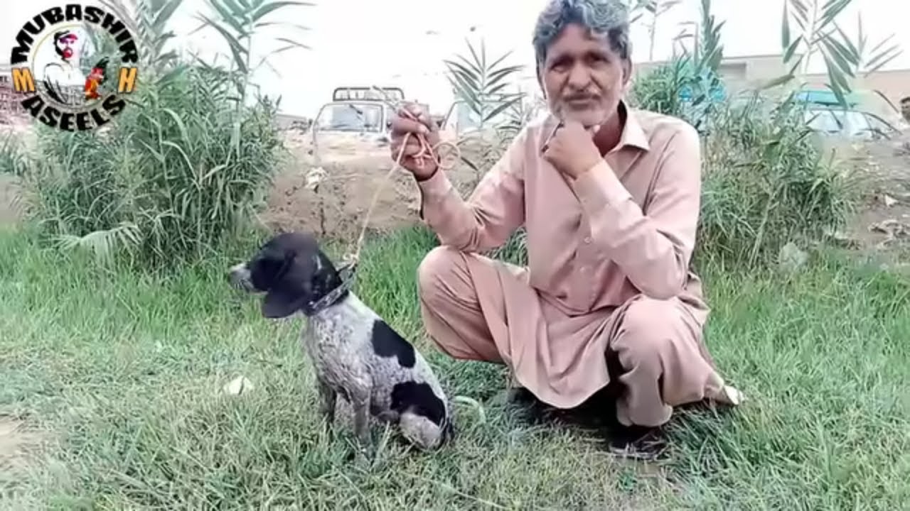 New Dogs Came To the Market | aj dog mandi mai kafe russh tha
