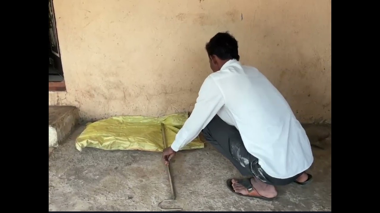 गिरणी मध्ये सापडला अतिविषारी घोणस साप#animalrescue#snakeX# wildliferescue#rescueefforts#snake