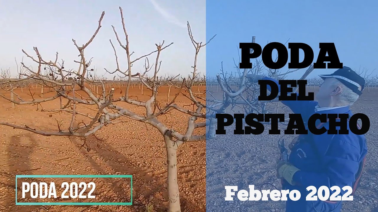 Evolución de PODA DEL PISTACHERO con ADRIÁN || El cultivo del pistacho 🌳✂️