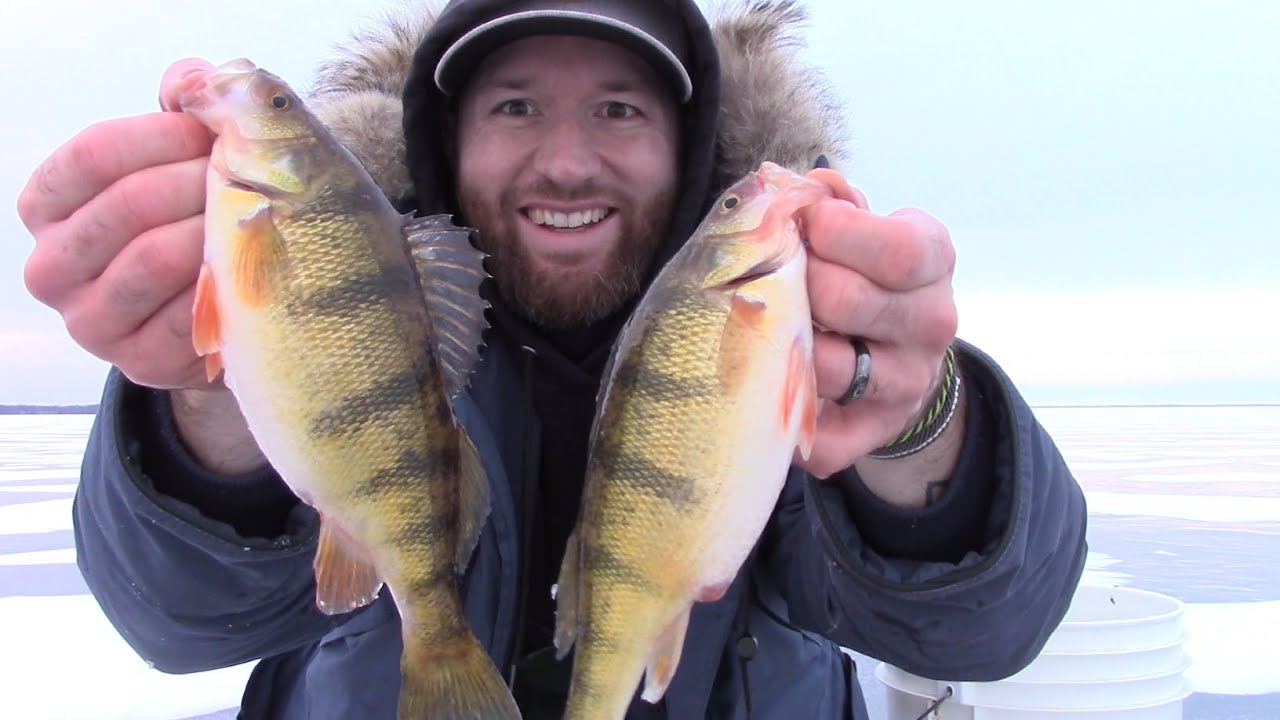Big PERCH on the MUDFLATS #lakewinnebago #bigperch #icefishing