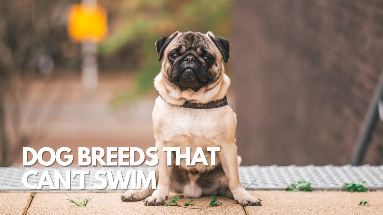 These Dogs Can&rsquo;t Swim &ndash; And Here&rsquo;s The Shocking Reason 😳