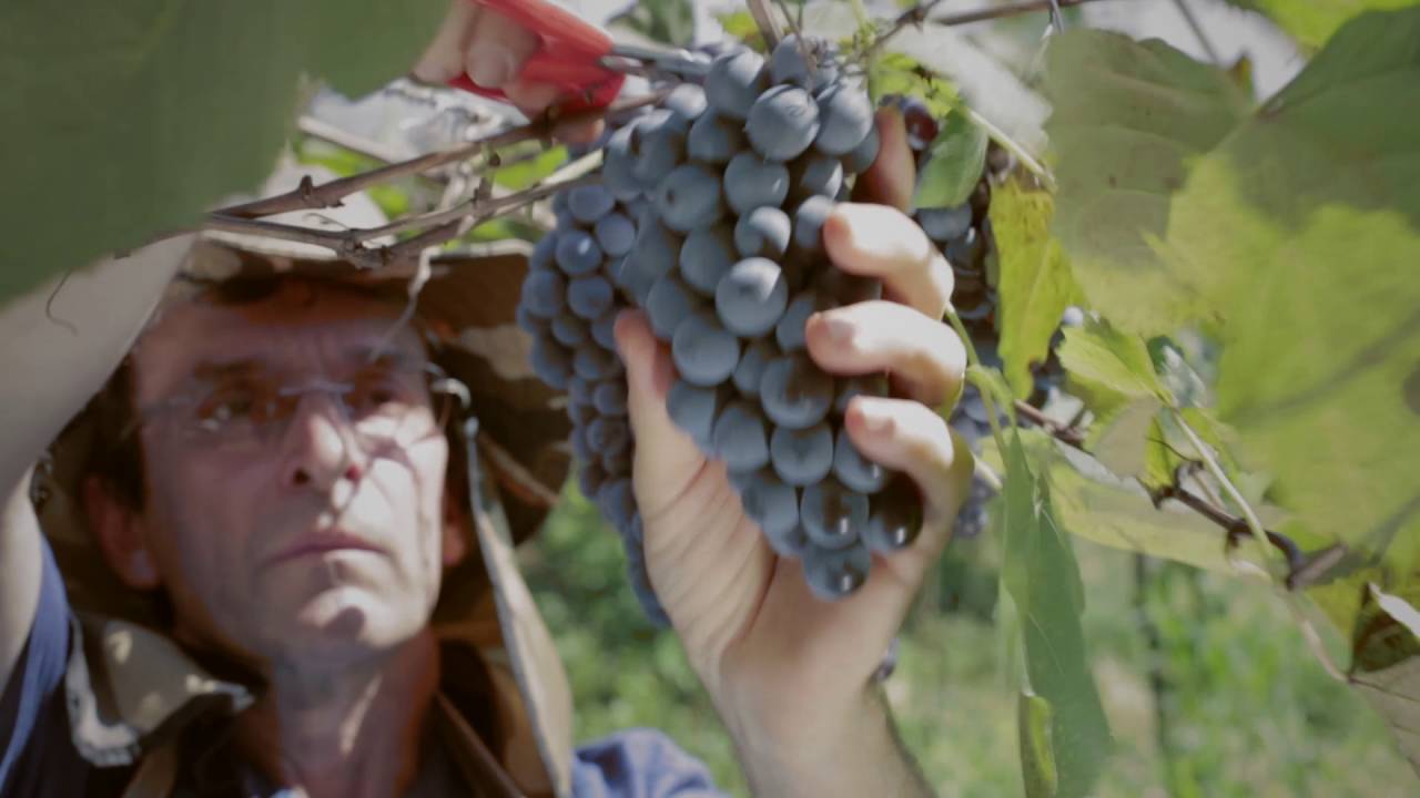 Vídeo Institucional Embrapa Uva e Vinho