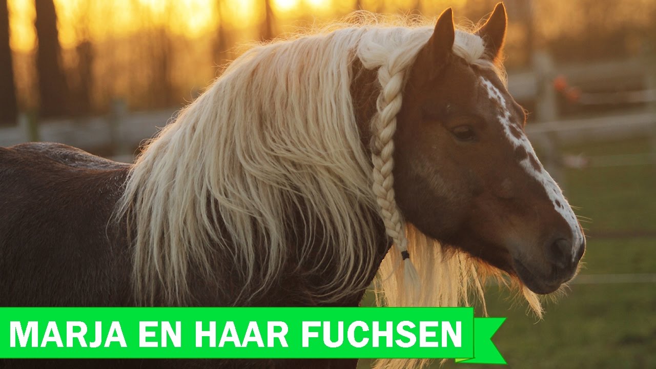 Marja de Bruijn; Schwarzwalder Fuchs horses!