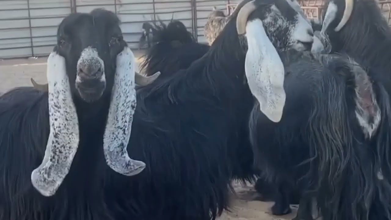 معزاء عوارض صنف الماعز العارضي تربية الماعز