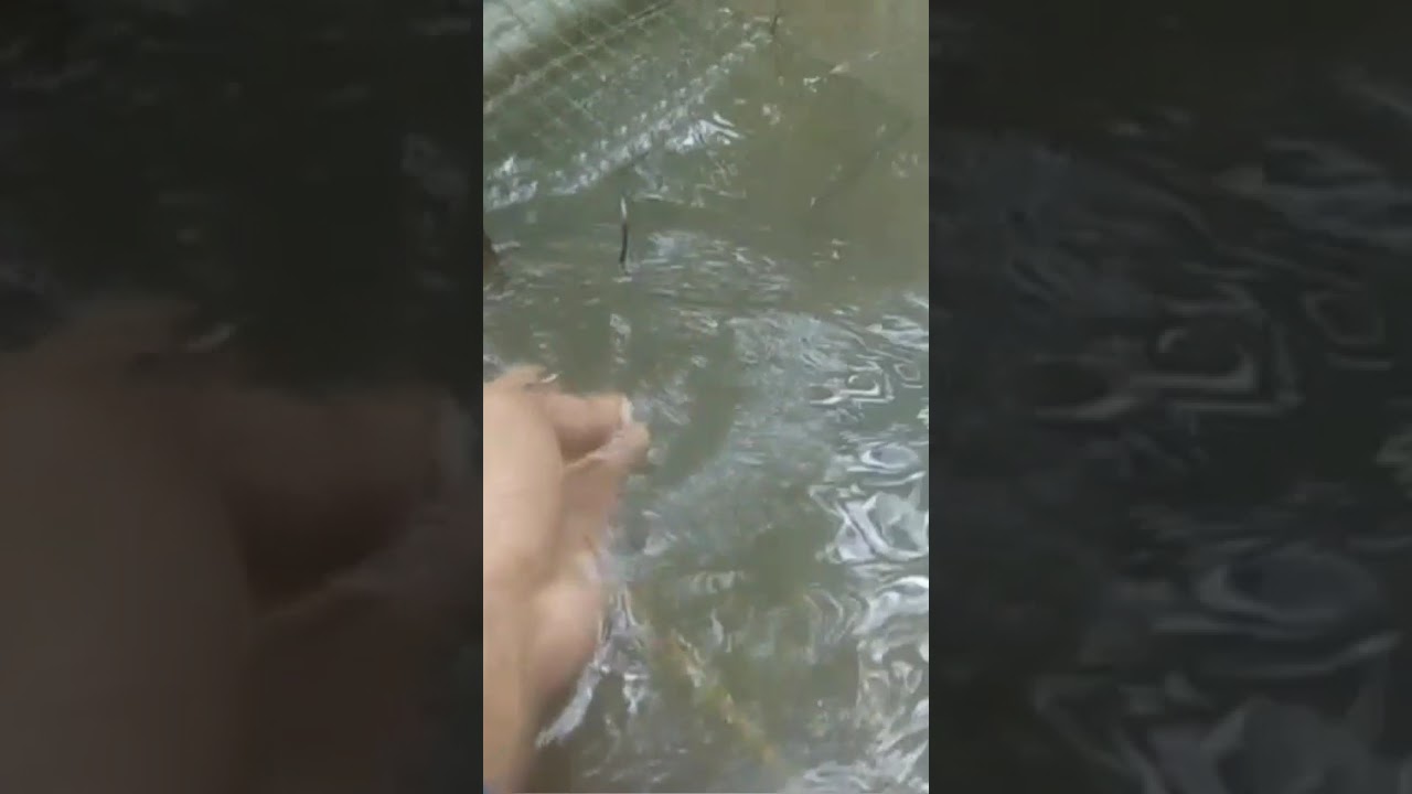 Spot Bubu Ampuh! Lele Lembat Besar Selalu Masuk Tanpa Henti