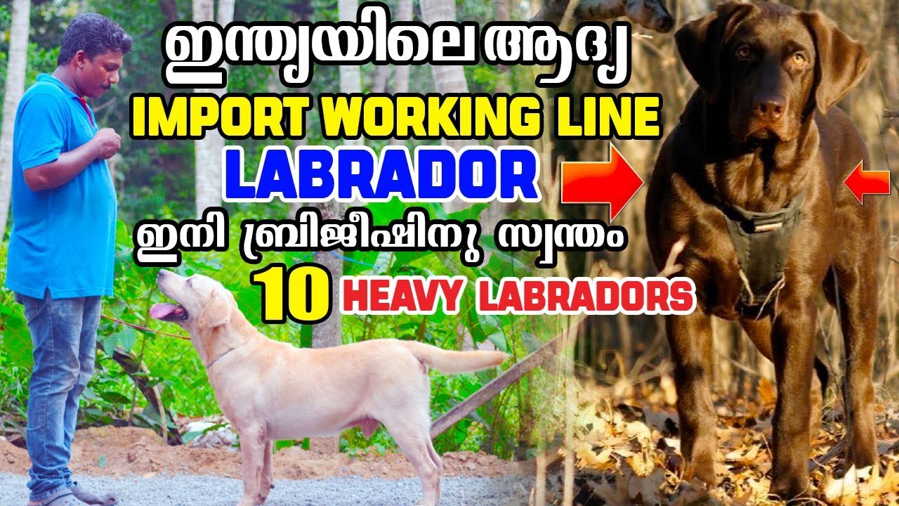 ഇന്ത്യയിലെ ആദ്യത്തെ Imported  Working Line Labrador നായ ഇനി ബ്രിജീഷിന് സ്വന്തം..നിസാരക്കാരനല്ല ഇവൻ