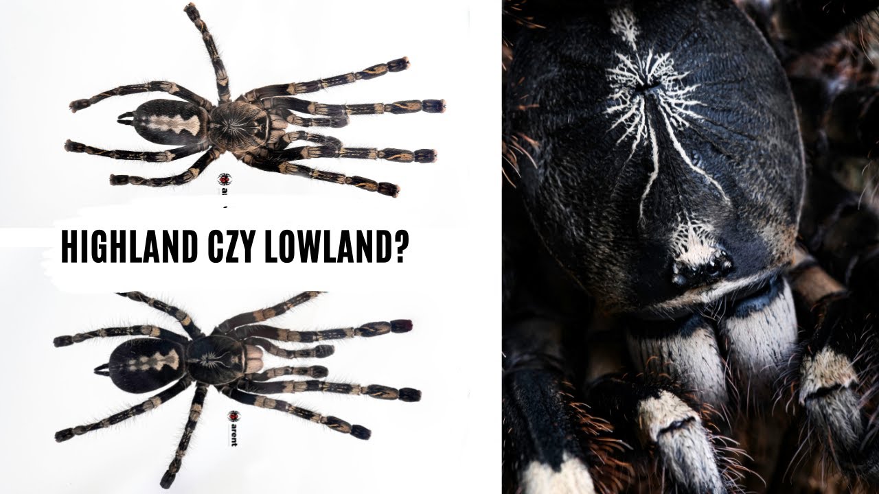 R&oacute;żnice w gatunkach Poecilotheria #3 (ornata, rufilata, subfusca, sp. Lowland) | arent.pl