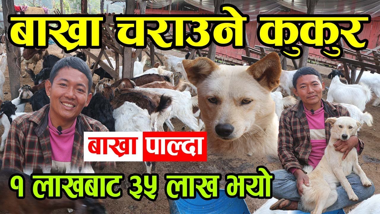 बाख्रा पाल्दा १ लाखबाट ३५ लाख भयो ! अनि यो चाँही जंगलमा एक्लै बाख्रा चराउने कुकुर │Nepal Chitra