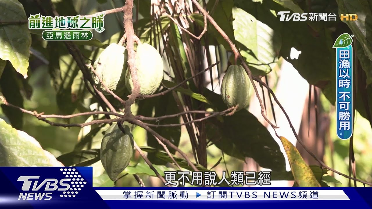 不砍雨林.年年採收!超級食物「巴西莓」年產值560億 經濟保育兩全｜前進地球之肺：亞馬遜雨林特別報導｜TVBS新聞 @TVBSNEWS01 ​