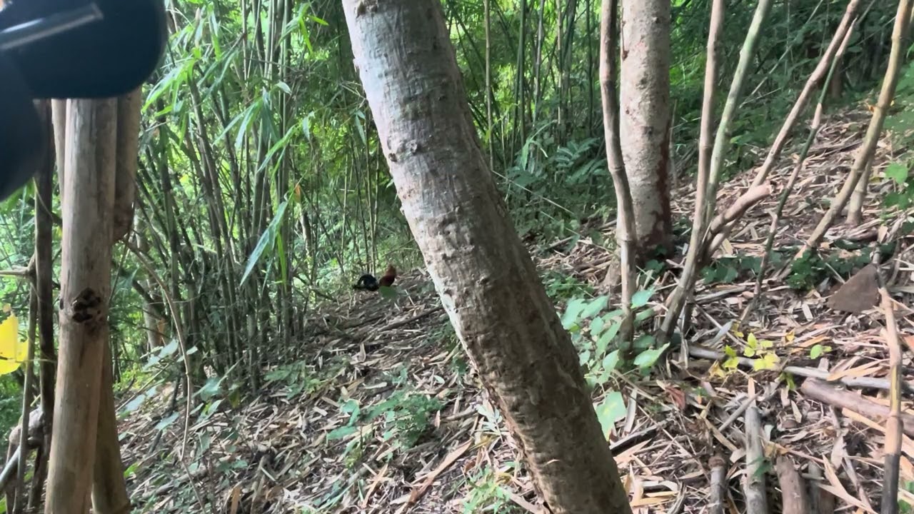 Ga to qua ae/long ga