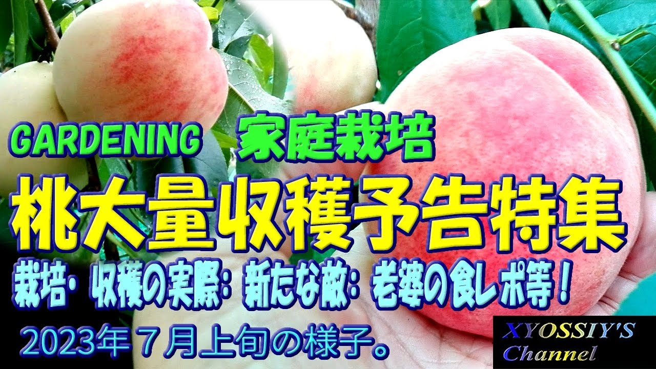 【XYOSSIYのライフチャンネル】2023年7月上旬の様子　家庭栽培桃収穫特集（日川白鳳、あかつき、大玉白鳳）