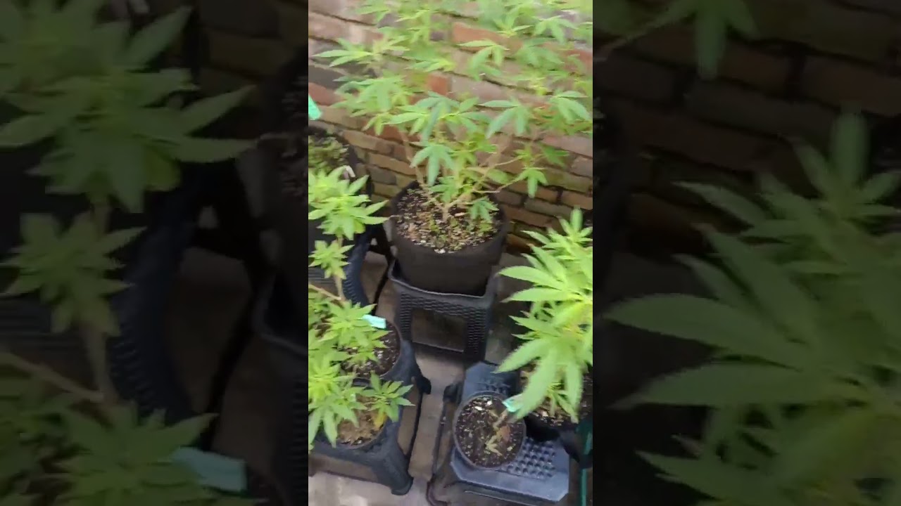 #legalizacion #20sonlegales #weed #weedchannel