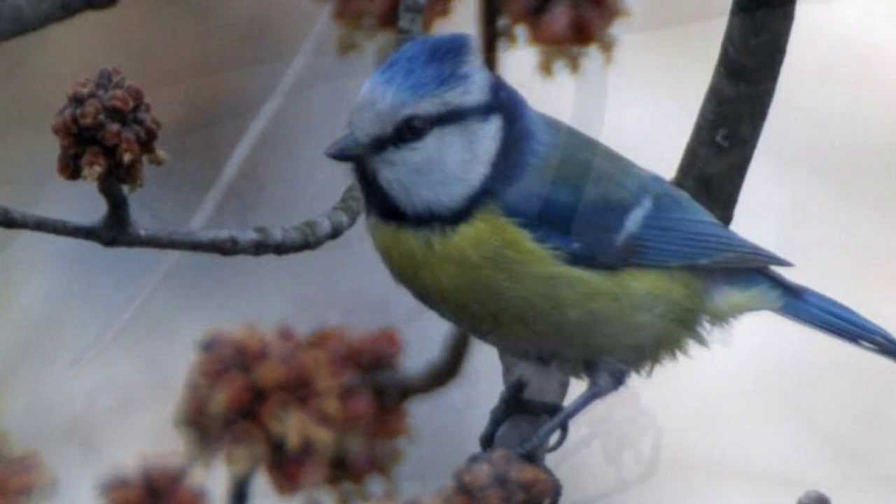Синиця блакитна, Лазаревка обыкновенная, Parus caeruleus, Cyanistes caeruleus.