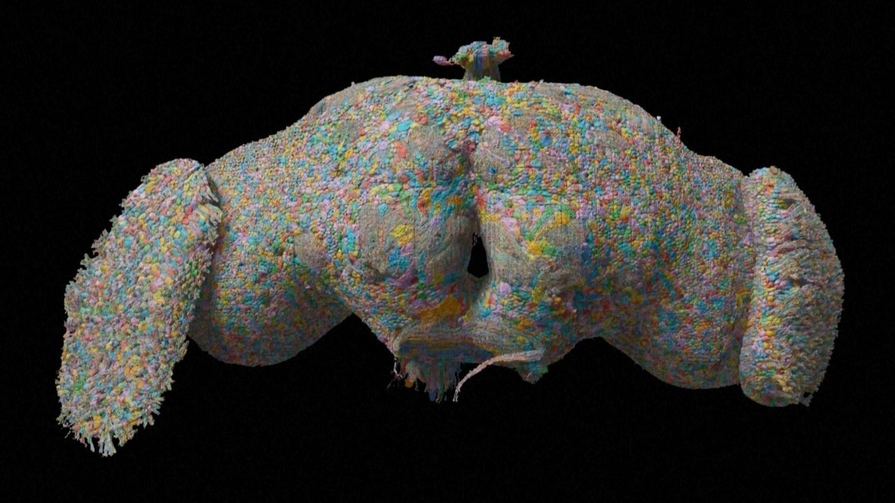 🪰 Scientists map the entire brain of a fruit fly